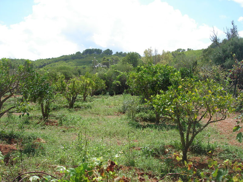 Flat land for sale in San Carlos