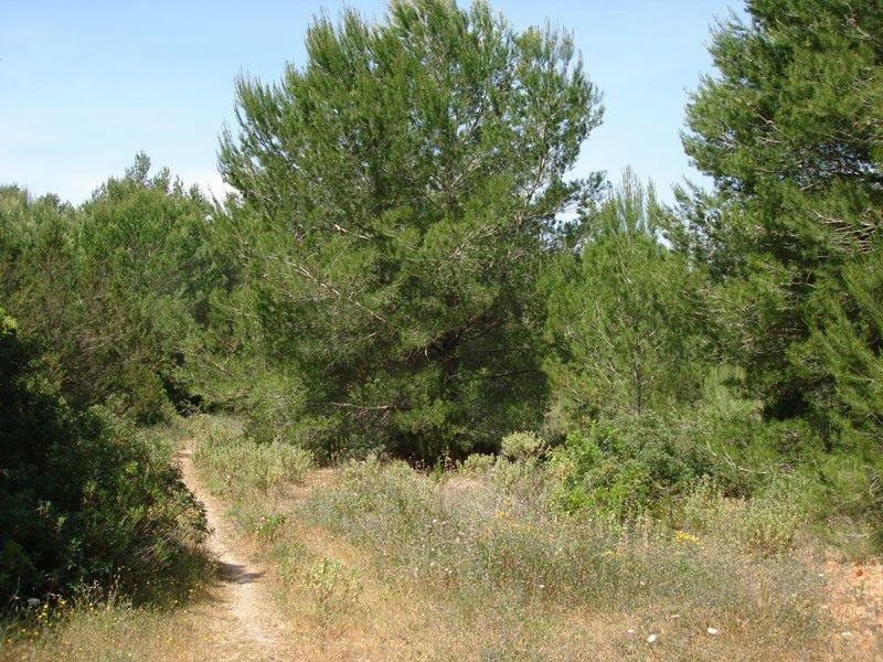 Land for sale in Can Furnet Ibiza