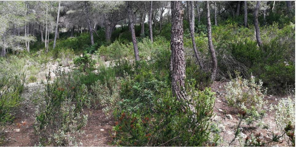 Land with authorizaition and project Cala Salada