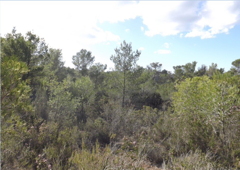 Plot with licence to build a modern Villa with 500m2 in Cala Tarida