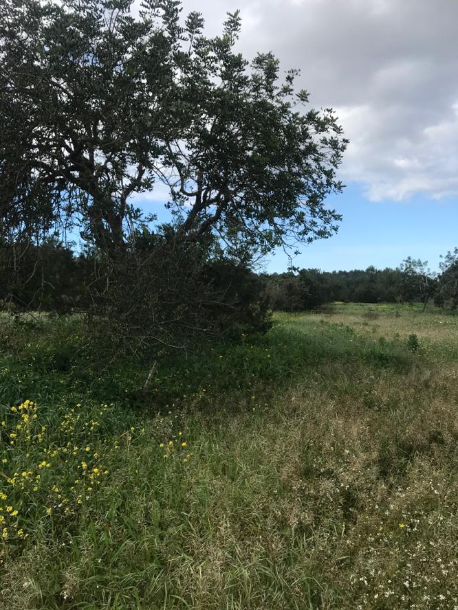 Land for sale in Benimussa with applied project and licence