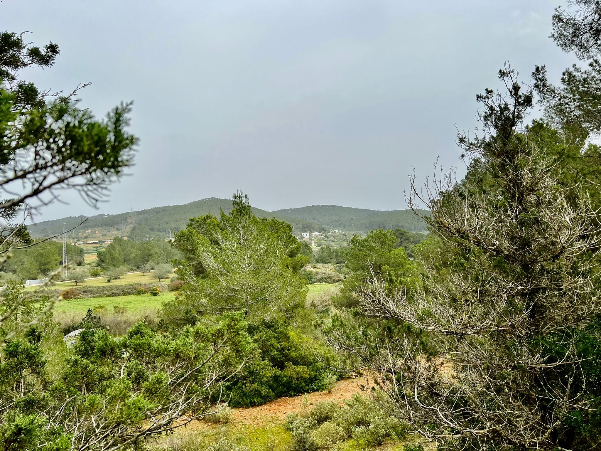 Rustic land with building license in the countryside close to Santa Gertrudis