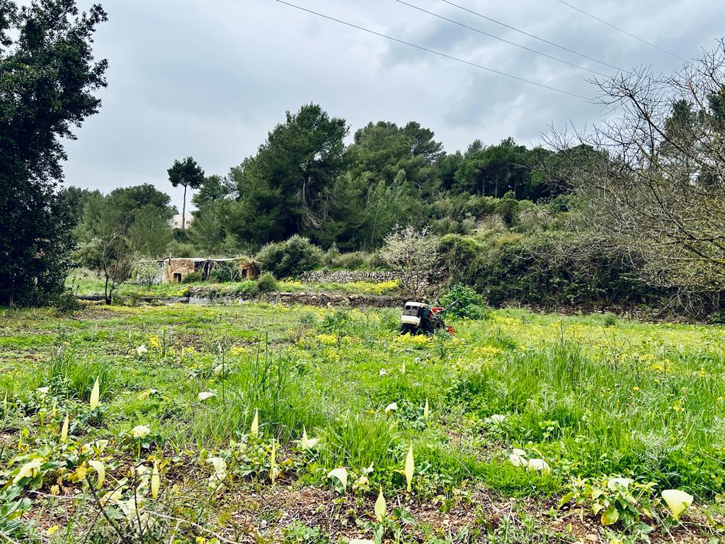 Rustic land with building license in the countryside close to Santa Gertrudis