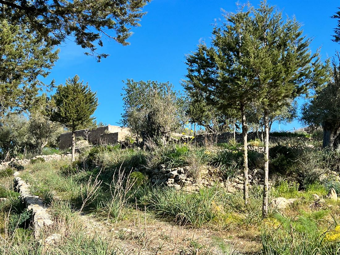 Authentic Ibicencan Finca with 136.000 m2 of land