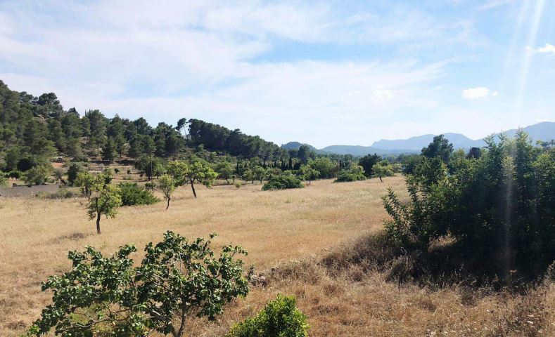 Wonderful 15.000 m2 plot is located in San José for sale