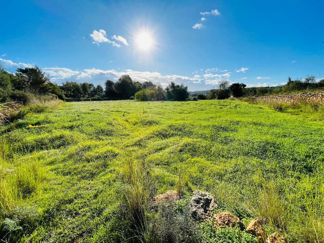 Exclusive sunny plot with building licence in Santa Gertrudis